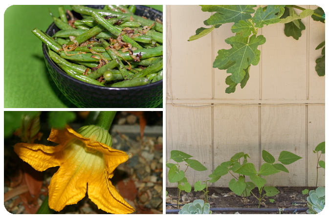 bean-garden-vignette